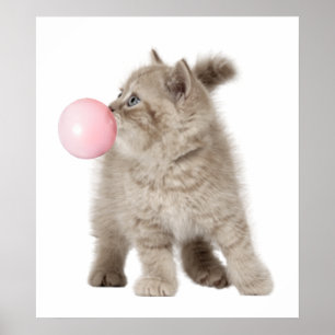 Adorable Kitten Cat Bubble Gum Nursery Child Poster