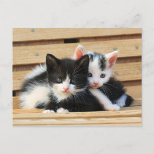 Adorable Kitten Friends Postcard