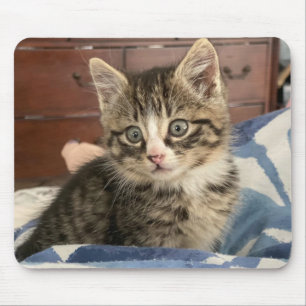 Adorable Kitten Photo, or Upload your Own Mouse Mat