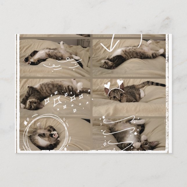 Adorable Kitten Postcard (Front)