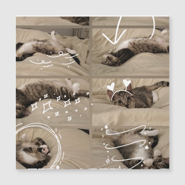 Adorable Kitten Postcard (Front)