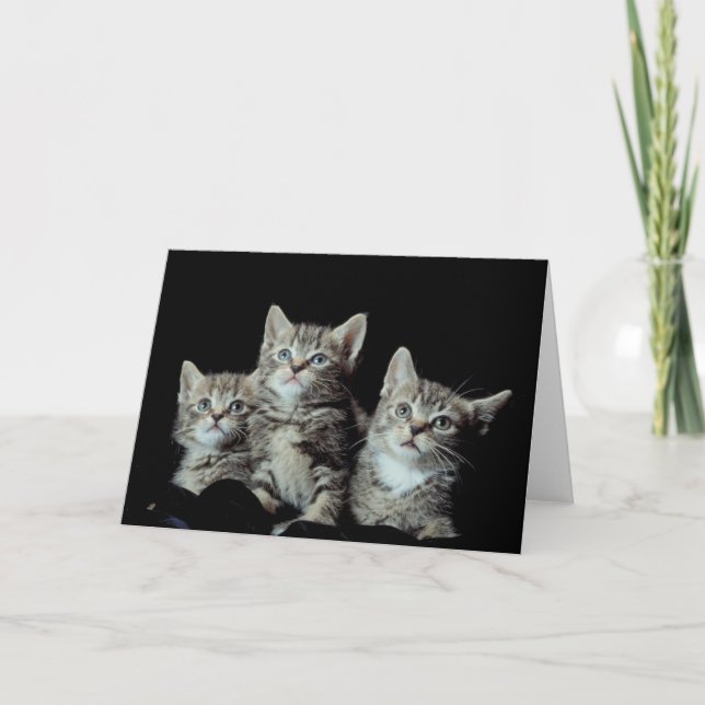 Adorable Kittens Card (Front)