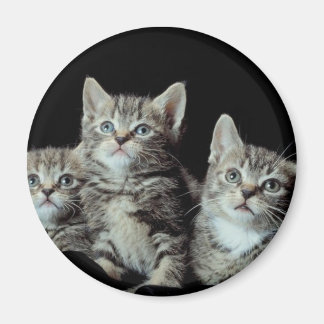 Adorable Kittens Magnet