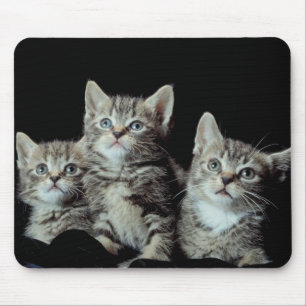 Adorable Kittens Mouse Mat