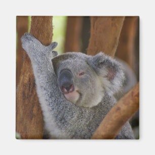 Adorable Koala Bear Magnet