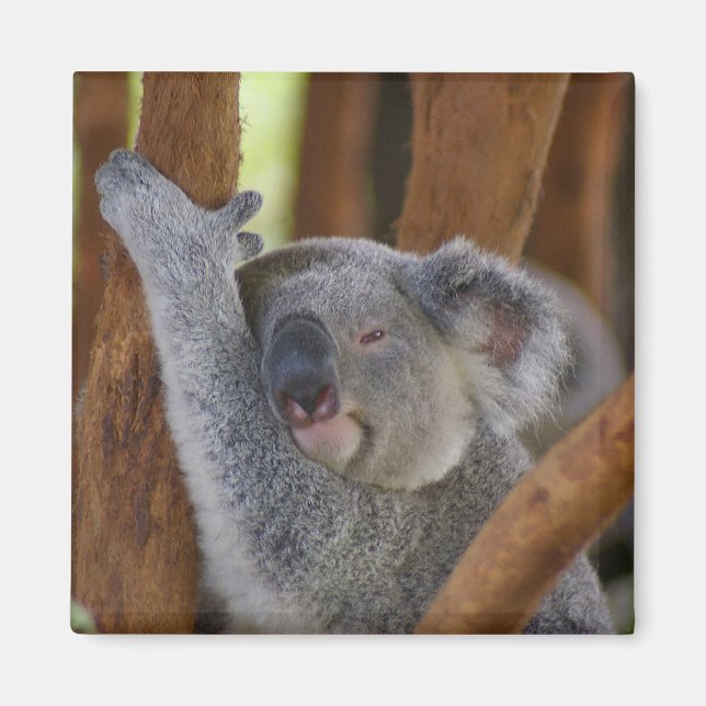Adorable Koala Bear Magnet (Front)