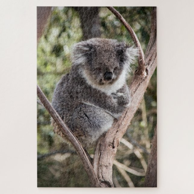 Adorable koala in tree jigsaw puzzle (Vertical)