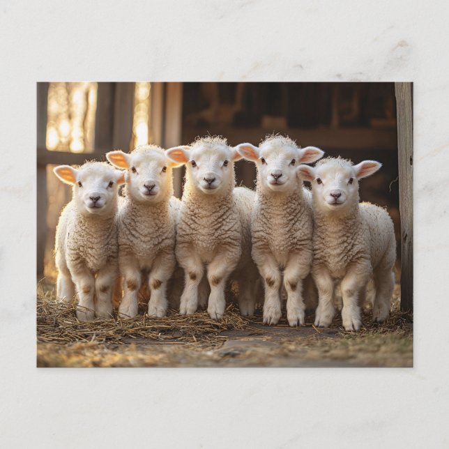 Adorable Lambs in a Row Rustic Postcard (Front)