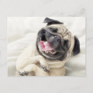 Adorable Laughing Pug design Postcard