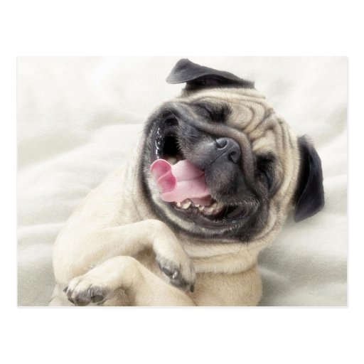 Image of Adorable Laughing Pug design Postcard