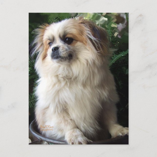 Adorable Long Hair Rescue Dog Postcard (Front)