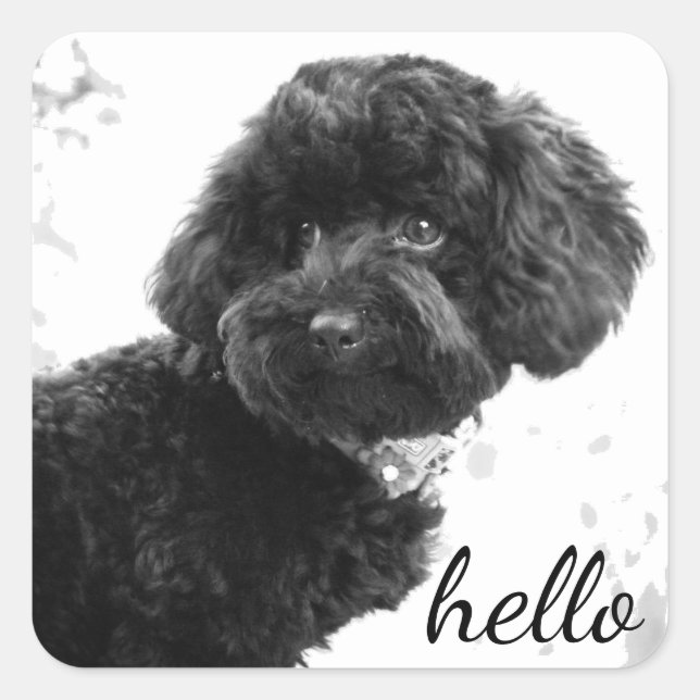 Adorable Loving Friend/Black Poodle Puppy Hello Square Sticker (Front)