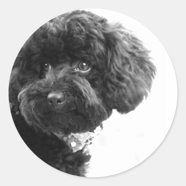 Adorable Loving Friend Classic Round Sticker (Front)