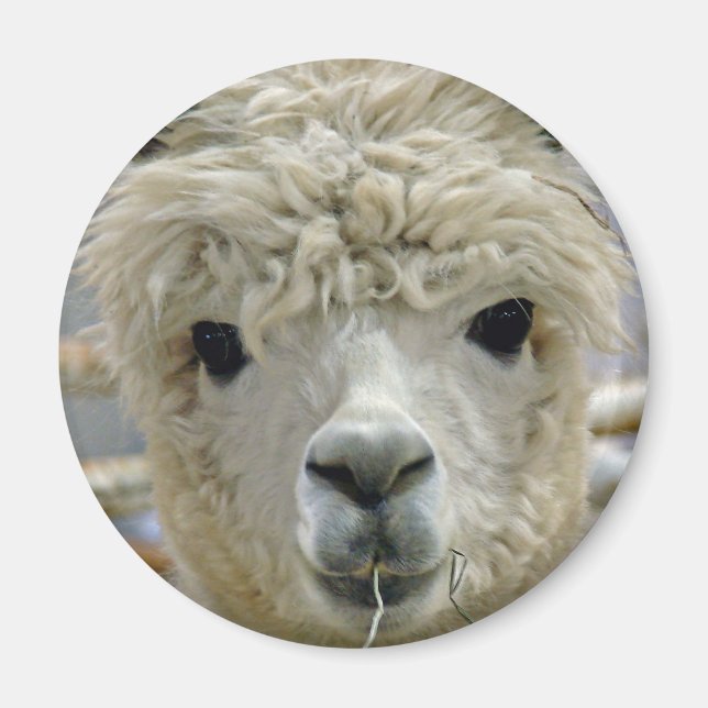 Adorable Magnet (Front)