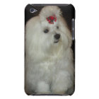 Adorable Maltese Dog