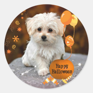Adorable Maltese Puppy Celebrates Halloween Classic Round Sticker