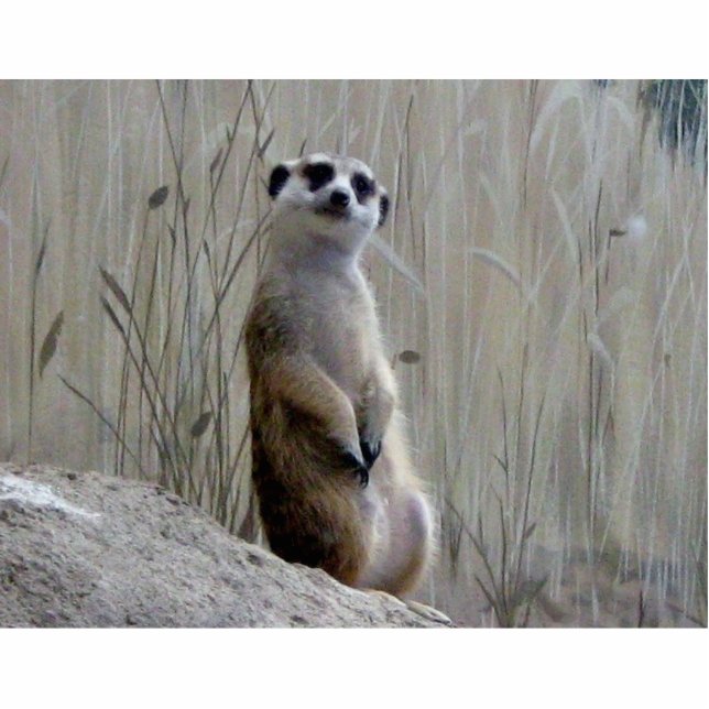 Adorable meerkat photo sculpture (Front)