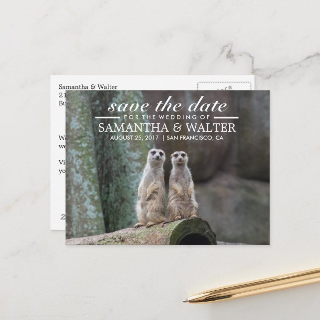 Adorable Meerkats Save The Date Announcement Postcard (Front/Back In Situ)