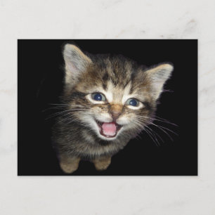 Adorable Meowing Kitten Cat Postcard