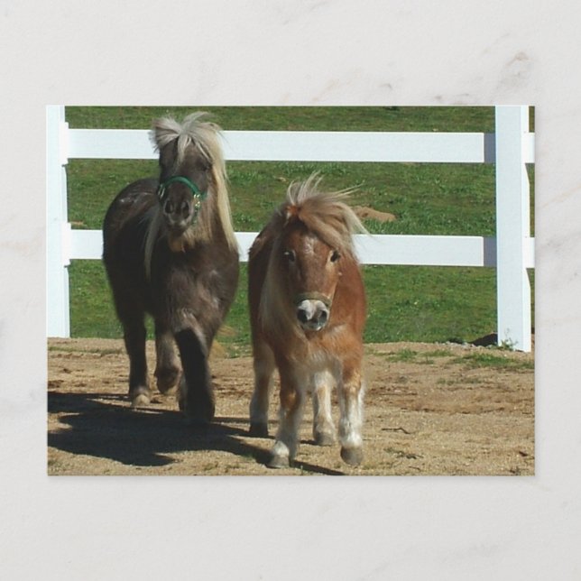 Adorable Miniature Horse Postcard (Front)