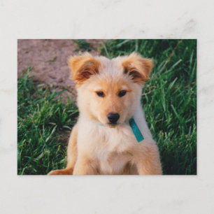 Adorable Mixed Breed Puppy Postcard