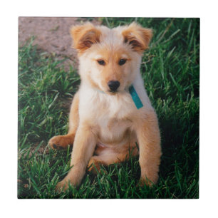 Adorable Mixed Breed Puppy Tile