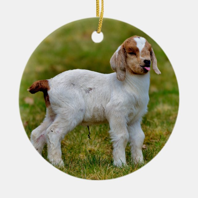 Adorable Newborn Boer Goat Kid Ceramic Tree Decoration (Front)