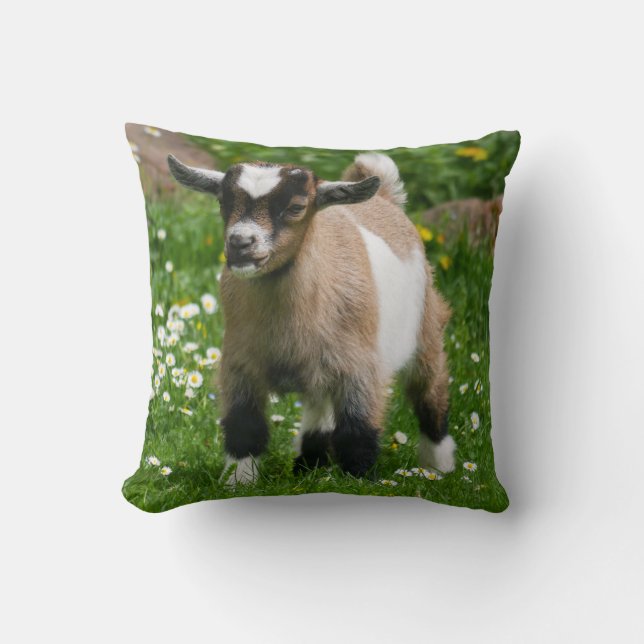 Adorable Nigerian Dwarf Goat Kid Cushion (Front)