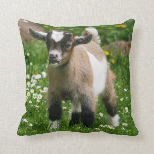 Adorable Nigerian Dwarf Goat Kid Cushion