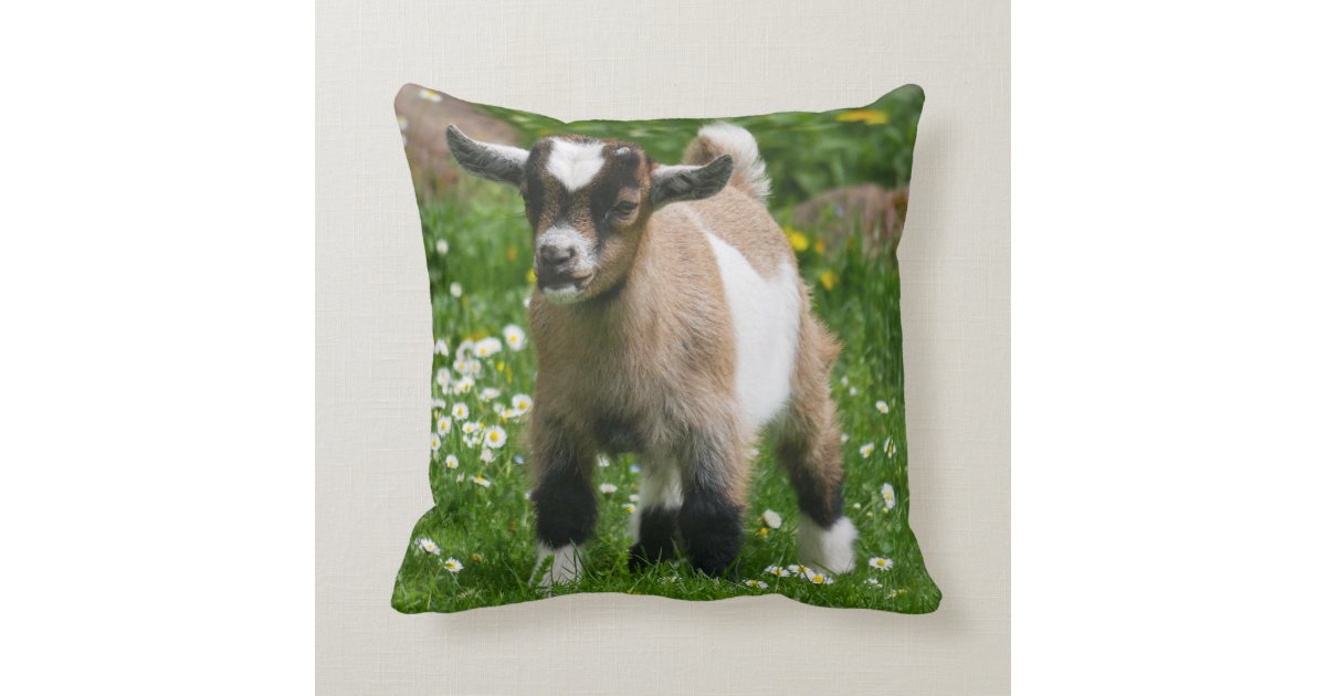 Adorable Nigerian Dwarf Goat Kid Cushion | Zazzle.co.uk