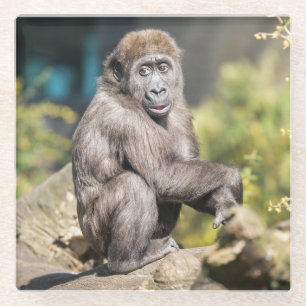 Adorable Orangutan Cub Just Chilling Out Glass Coaster