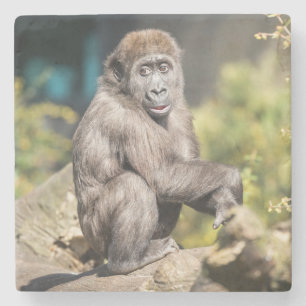 Adorable Orangutan Cub Just Chilling Out Stone Coaster