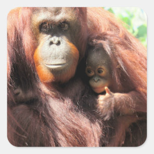 Adorable Orangutan Mum and Baby With Thumbs Up  Square Sticker