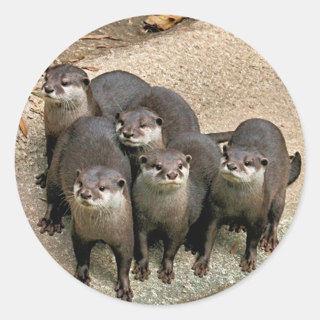 Adorable Otter Family Classic Round Sticker (Front)
