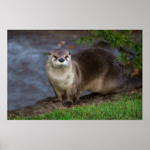 Adorable Otter on the Riverbank Poster