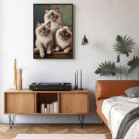 Adorable Pair of Ragdoll Kittens Sweet Cat
