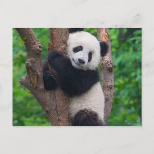 Adorable Panda Bear on the Tree Postcard