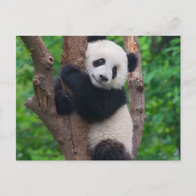 Adorable Panda Bear on the Tree Postcard (Front)