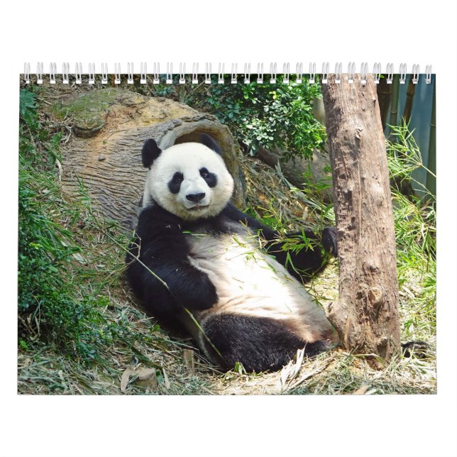 Adorable Panda Bears Beautiful Nature Photography  Calendar (Cover)