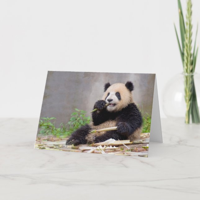 Adorable Panda Nibbling Bamboo greeting card (Front)