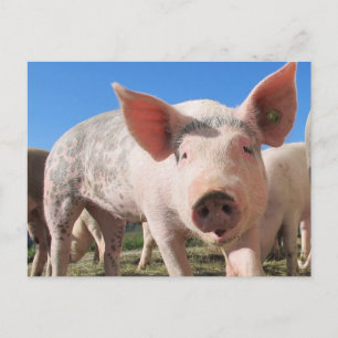 Adorable Pig Oink Postcard