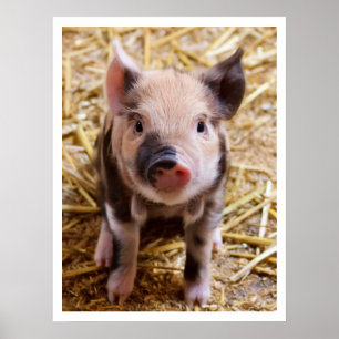 Adorable Piglet Poster
