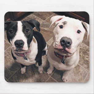 adorable pitbull puppies dogs mouse mat