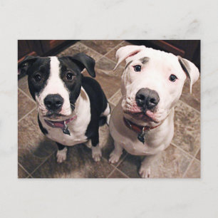 adorable pitbull puppies dogs postcard
