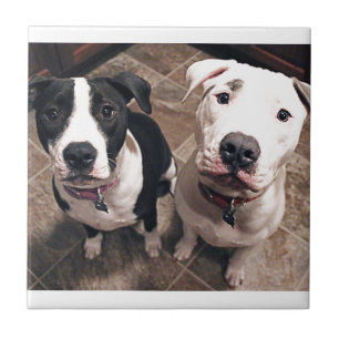 adorable pitbull puppies dogs tile