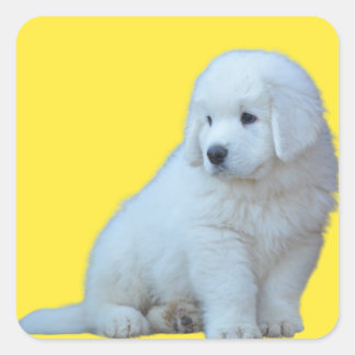 Adorable Polish Tatra Sheepdog Puppy Sticker