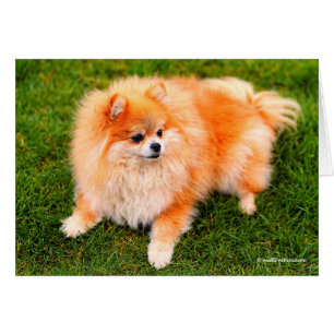 Adorable Pomeranian Dog