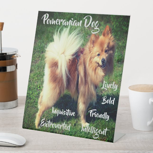 Adorable Pomeranian Dog Traits Pedestal Sign (In SItu)