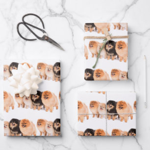 Adorable Pomeranian Wrapping Paper Set