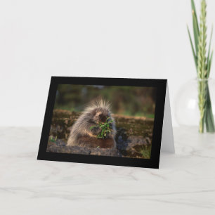 Adorable Porcupine Card